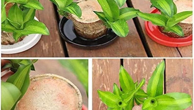 10 Mini Home Plant Decoration Ideas to Transform Your Space